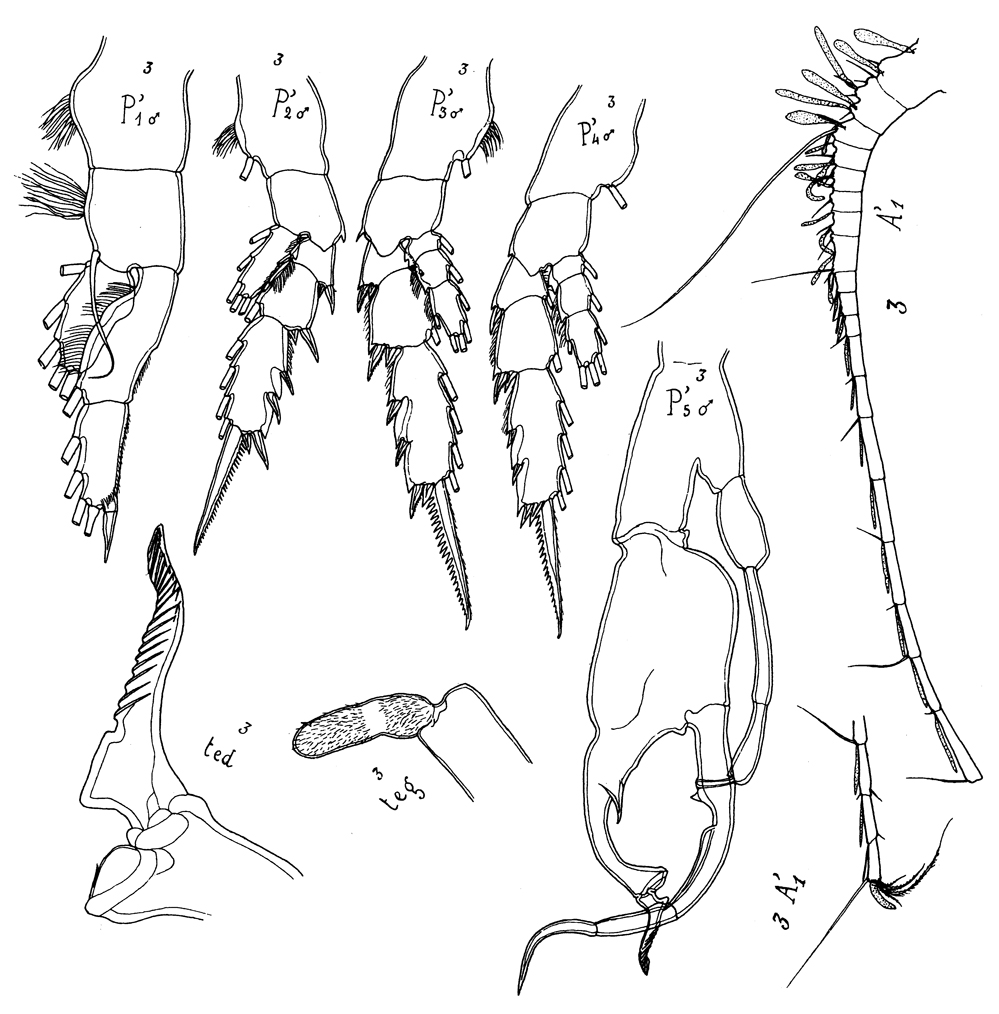 Species Euchirella amoena - Plate 12 of morphological figures