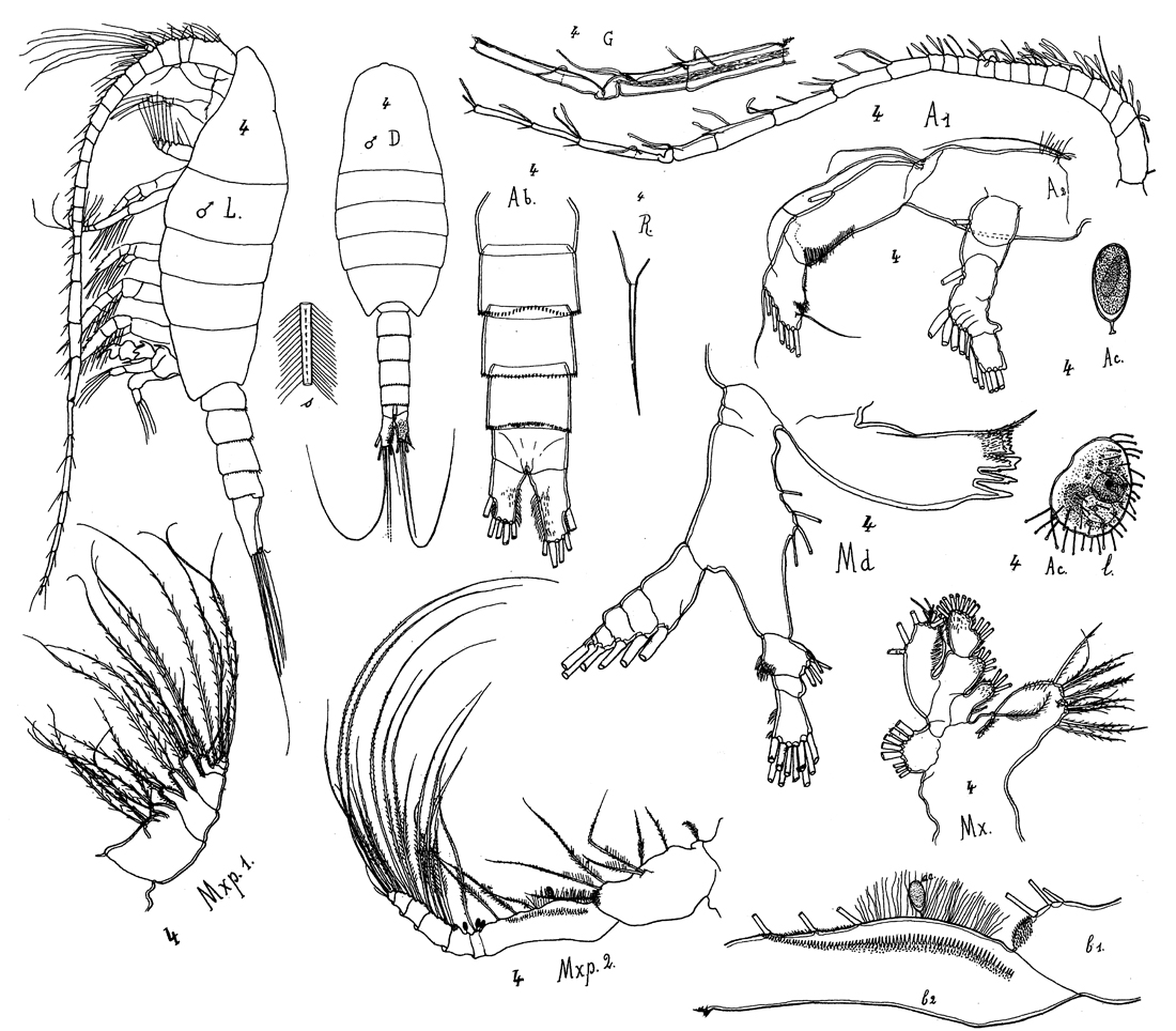 Espèce Disseta palumbii - Planche 28 de figures morphologiques