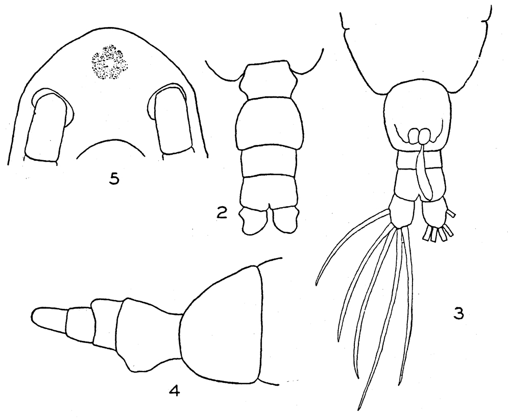 Espèce Acartia (Acartiura) floridana - Planche 1 de figures morphologiques