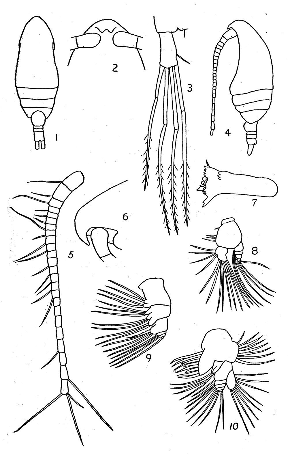 Species Parvocalanus crassirostris - Plate 16 of morphological figures