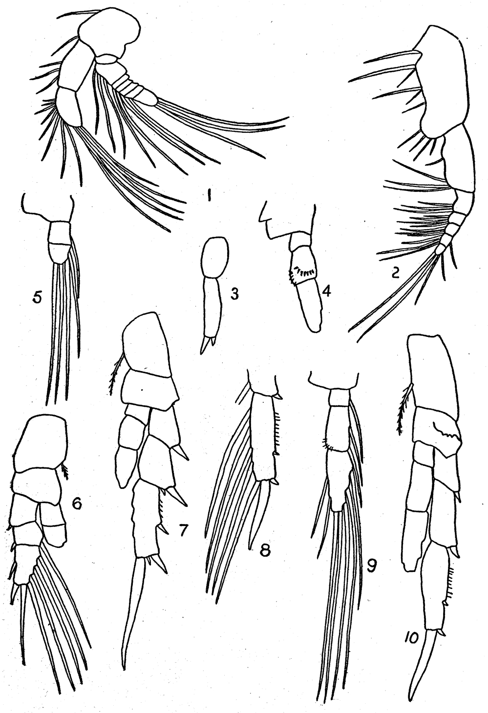 Species Parvocalanus crassirostris - Plate 17 of morphological figures