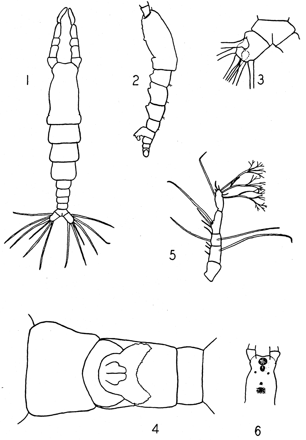 Species Monstrilla rugosa - Plate 1 of morphological figures