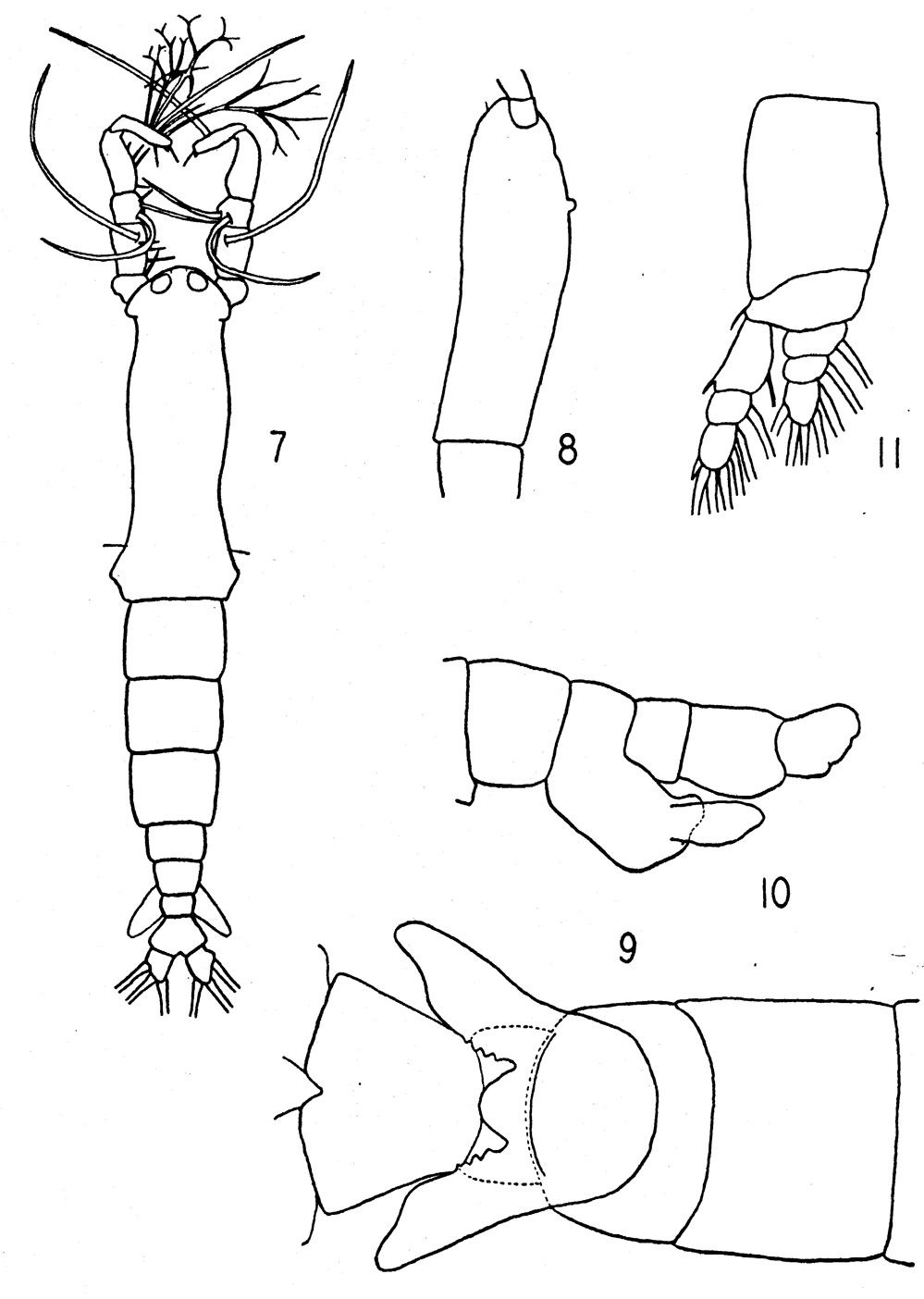 Species Cymbasoma quadridens - Plate 1 of morphological figures