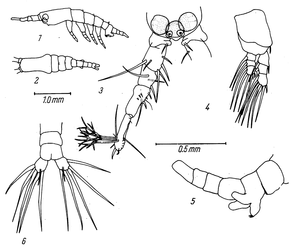 Species Monstrilla arctica - Plate 1 of morphological figures