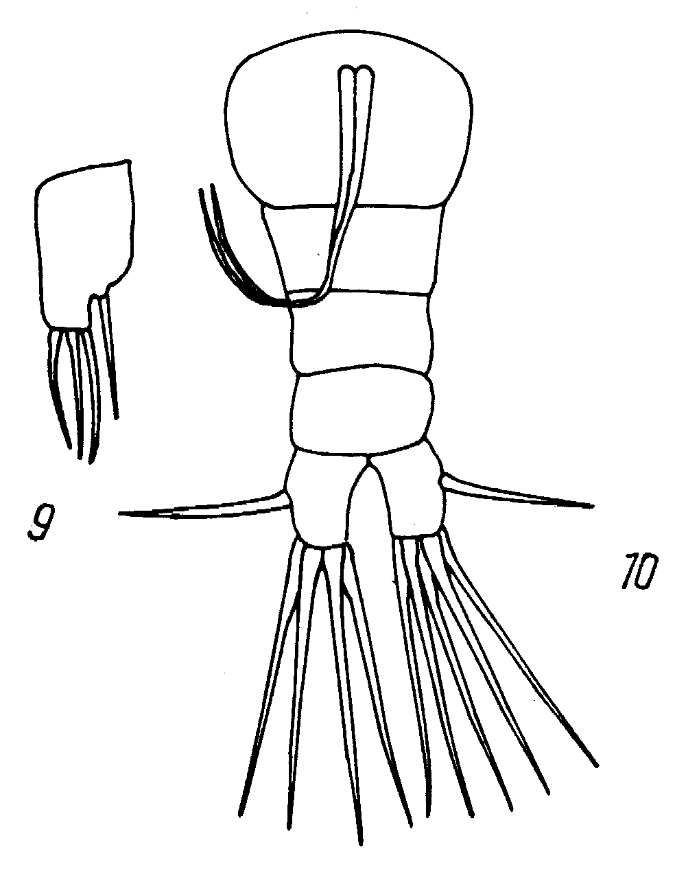 Espèce Monstrilla nasuta - Planche 3 de figures morphologiques
