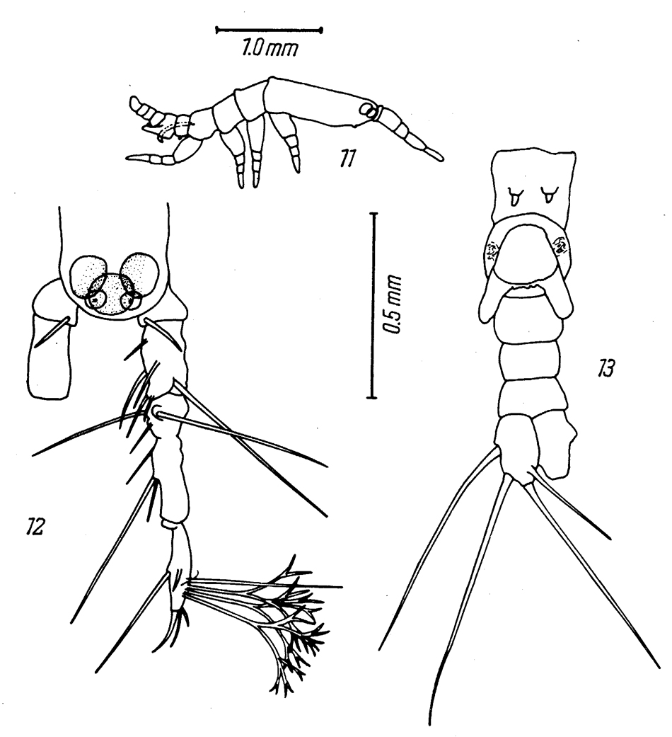 Species Monstrilla sp.1 - Plate 1 of morphological figures