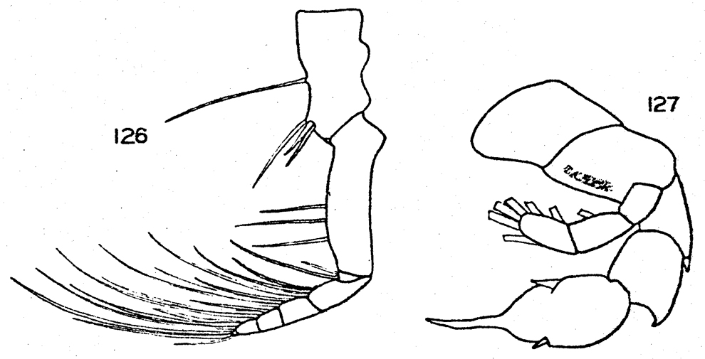 Species Paraheterorhabdus (Paraheterorhabdus) longispinus - Plate 3 of morphological figures