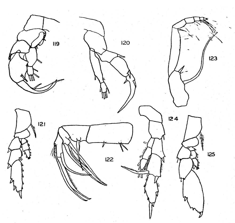 Species Heterorhabdus tanneri - Plate 7 of morphological figures