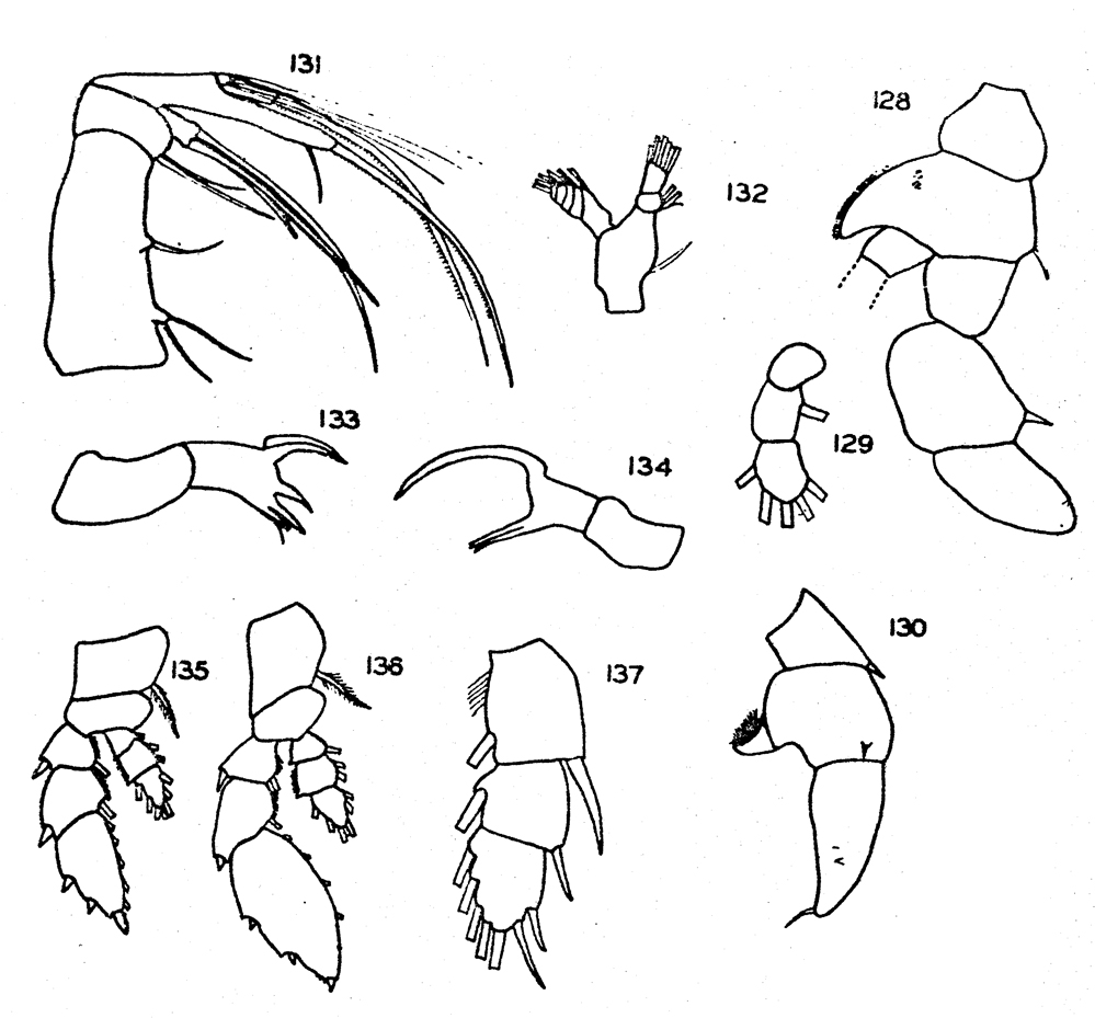 Species Paraheterorhabdus (Paraheterorhabdus) longispinus - Plate 4 of morphological figures