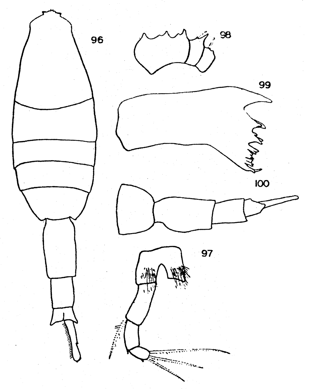 Espèce Metridia bicornuta - Planche 1 de figures morphologiques