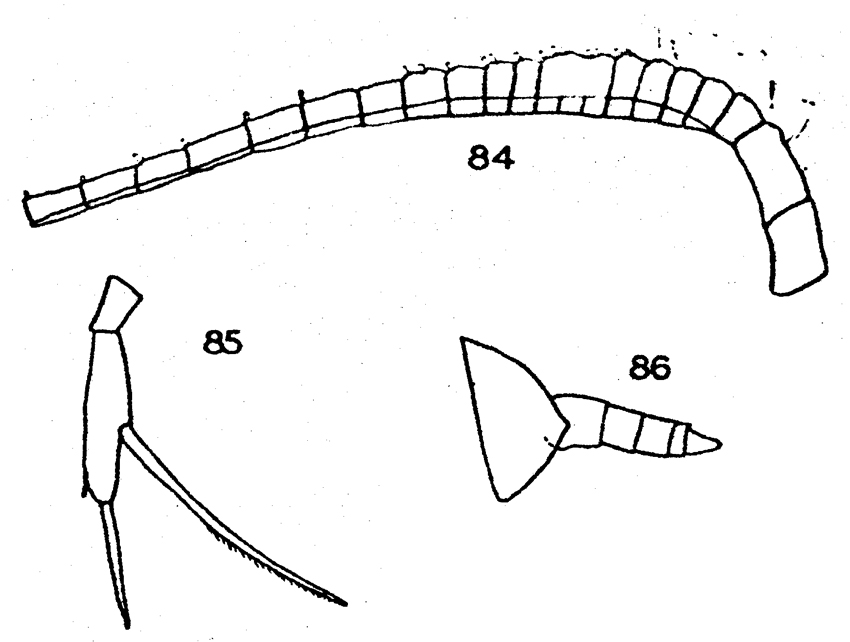 Species Scaphocalanus californicus - Plate 1 of morphological figures