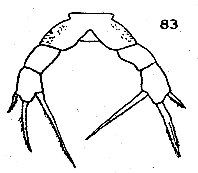 Species Lophothrix frontalis - Plate 20 of morphological figures
