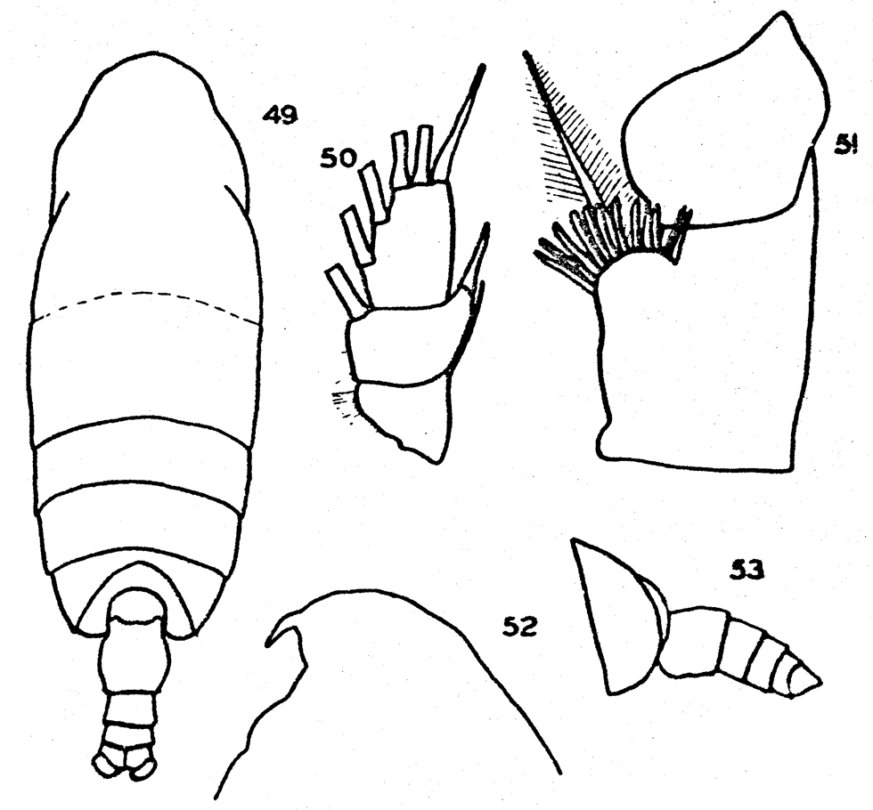 Espèce Pseudochirella obtusa - Planche 18 de figures morphologiques