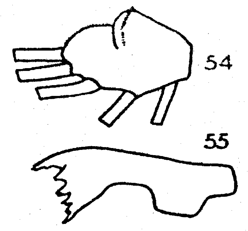 Espèce Pseudochirella obtusa - Planche 19 de figures morphologiques