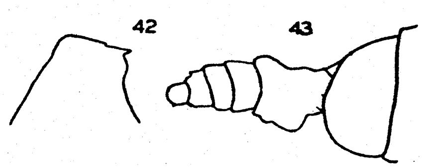 Espce Euchirella pseudopulchra - Planche 4 de figures morphologiques