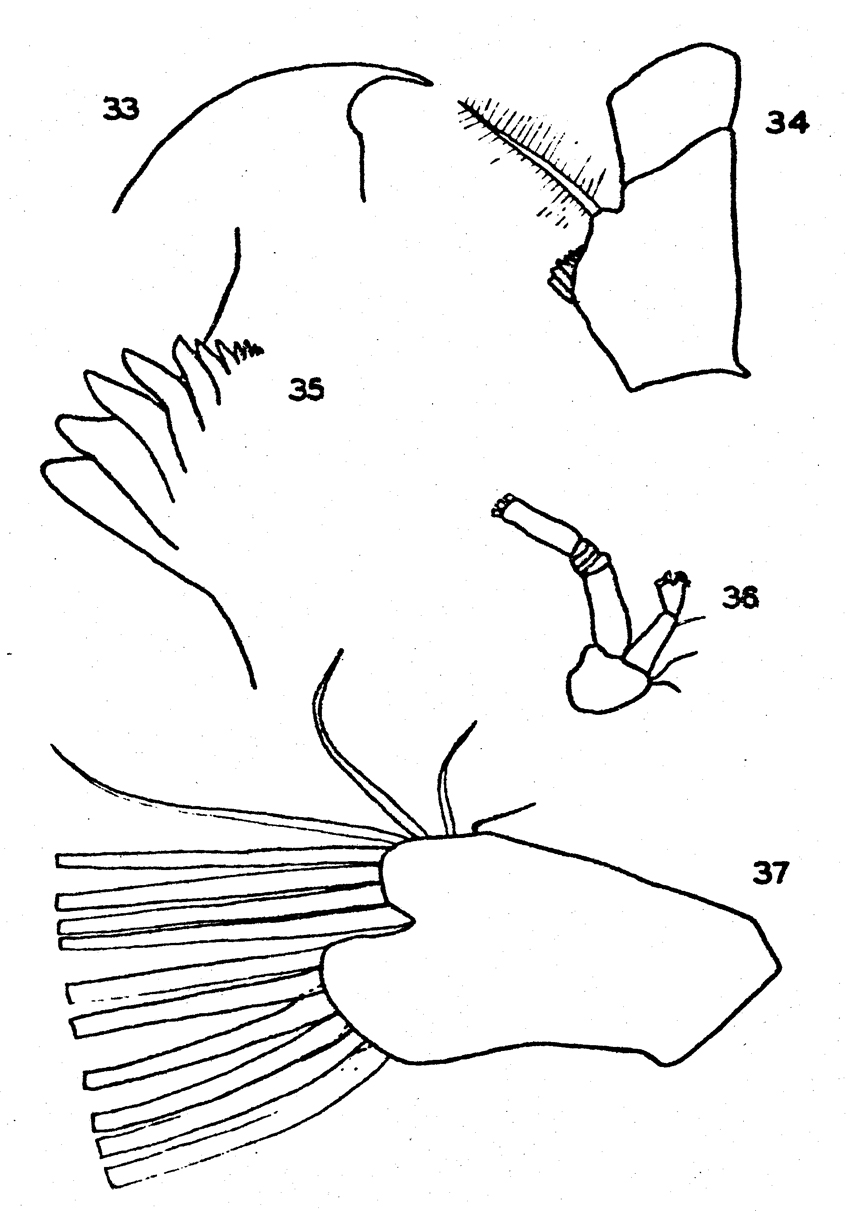 Species Euchirella rostrata - Plate 20 of morphological figures