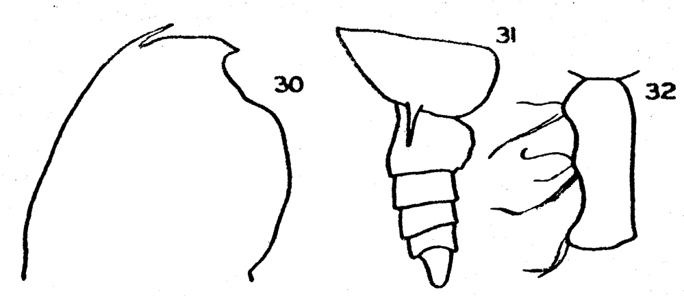 Species Gaetanus armiger - Plate 6 of morphological figures
