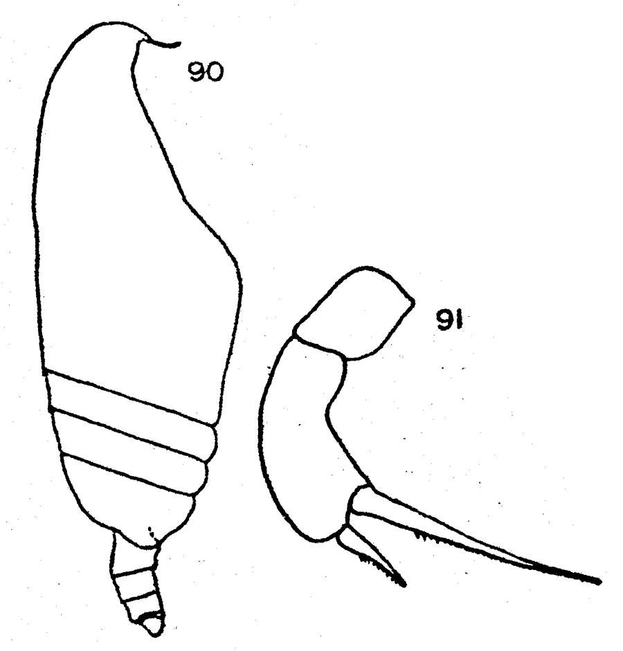 Species Pseudoamallothrix emarginata - Plate 13 of morphological figures