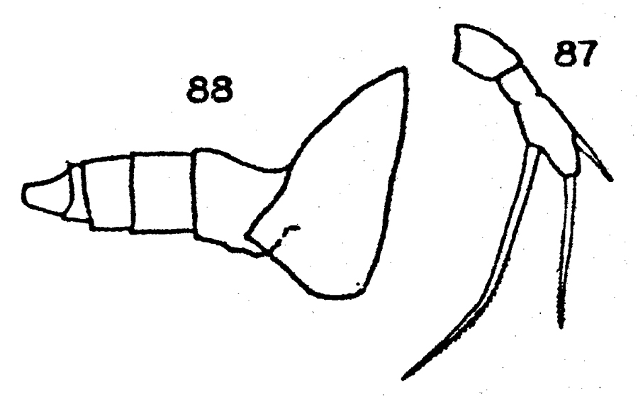Espce Scaphocalanus magnus - Planche 16 de figures morphologiques
