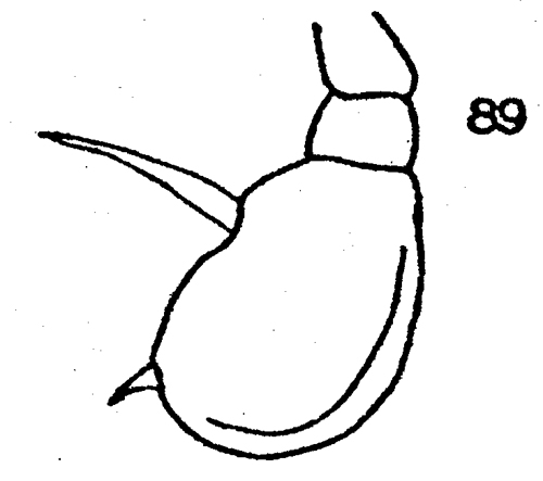 Species Pseudoamallothrix ovata - Plate 13 of morphological figures