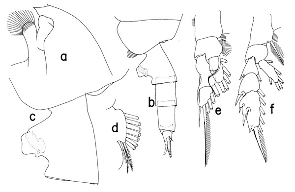 Espce Paraeuchaeta propinqua - Planche 1 de figures morphologiques