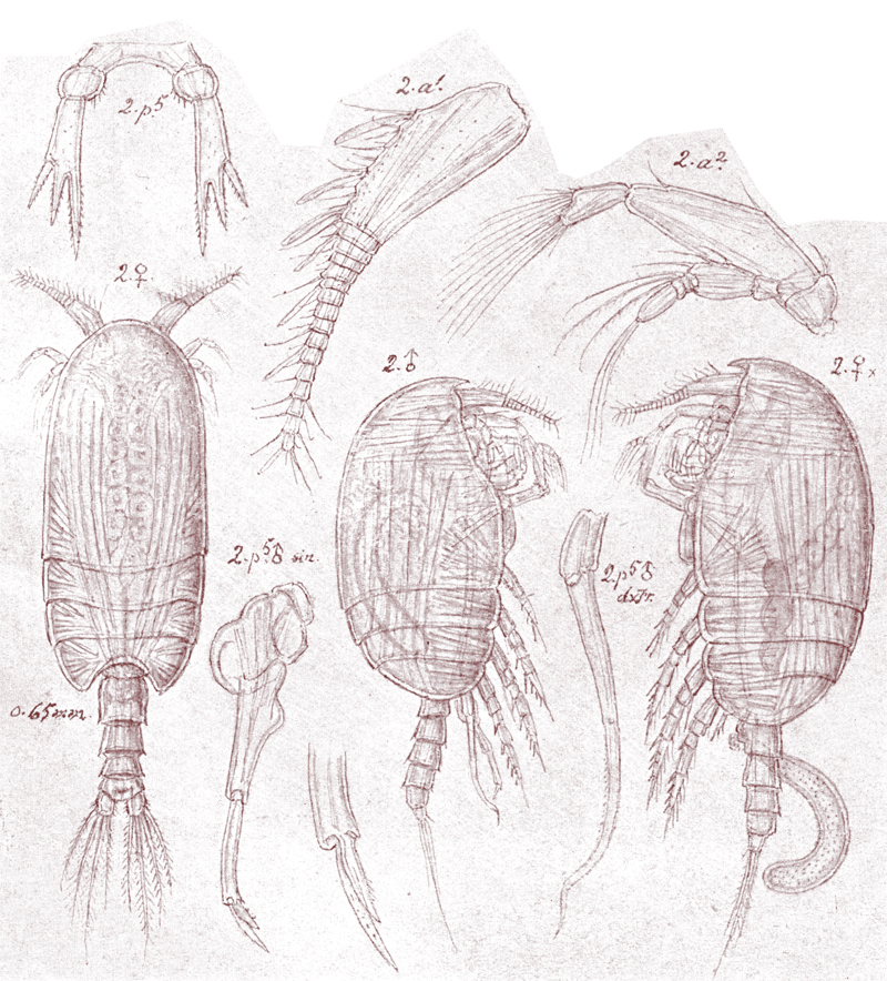 Species Pseudocyclopia crassicornis - Plate 1 of morphological figures