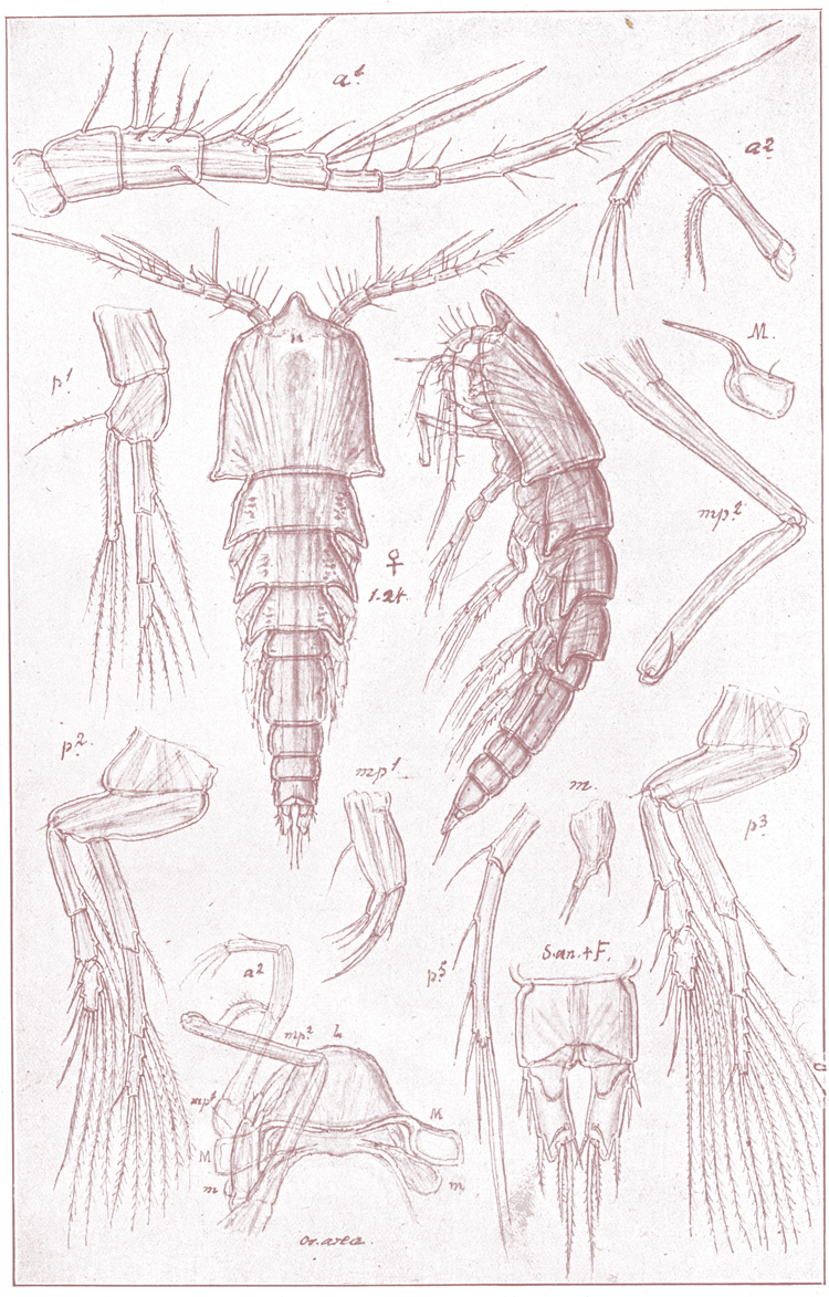 Espèce Clytemnestra gracilis - Planche 1 de figures morphologiques