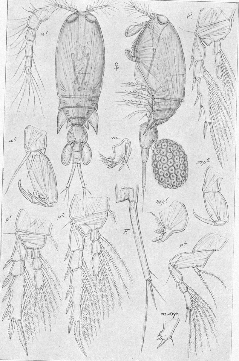 Espèce Corycaeus (Ditrichocorycaeus) anglicus - Planche 11 de figures morphologiques