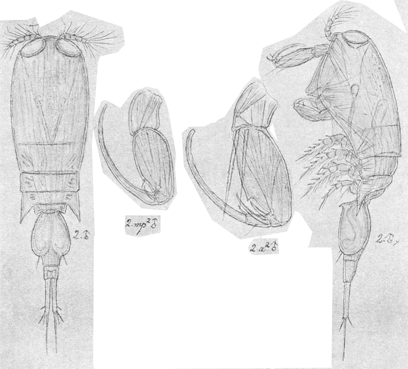 Species Corycaeus (Ditrichocorycaeus) anglicus - Plate 12 of morphological figures