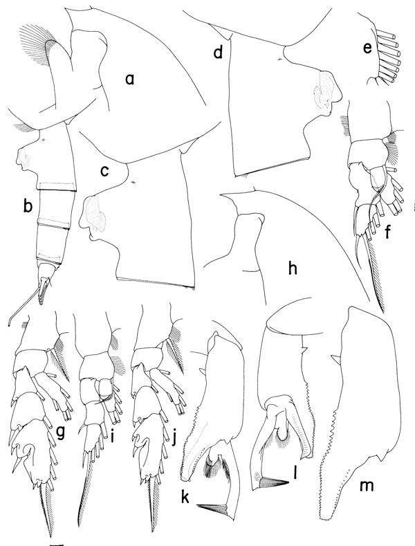 Espce Paraeuchaeta brevirostris - Planche 1 de figures morphologiques
