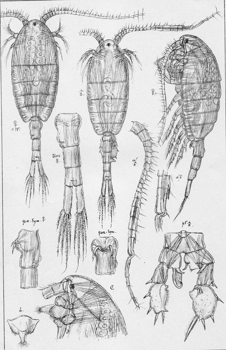 Species Isias clavipes - Plate 1 of morphological figures