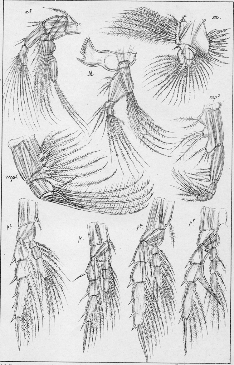 Espèce Centropages typicus - Planche 5 de figures morphologiques