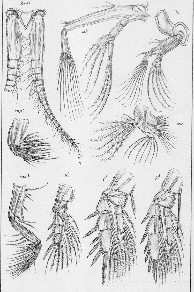 Species Thompsonopia stephoides - Plate 3 of morphological figures