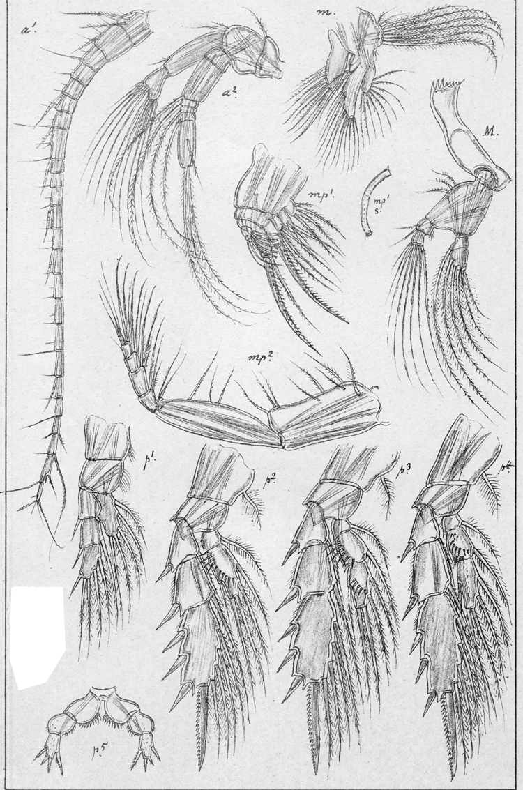 Espce Xanthocalanus fallax - Planche 5 de figures morphologiques