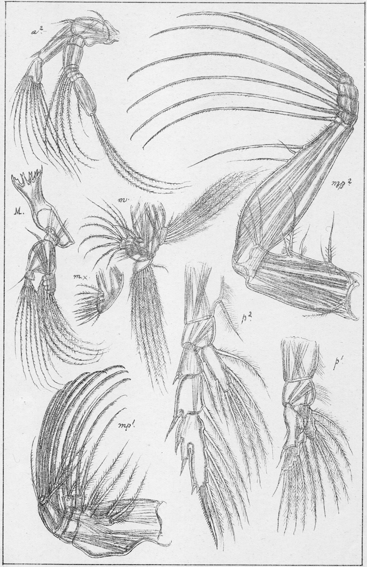 Espce Paraeuchaeta norvegica - Planche 8 de figures morphologiques
