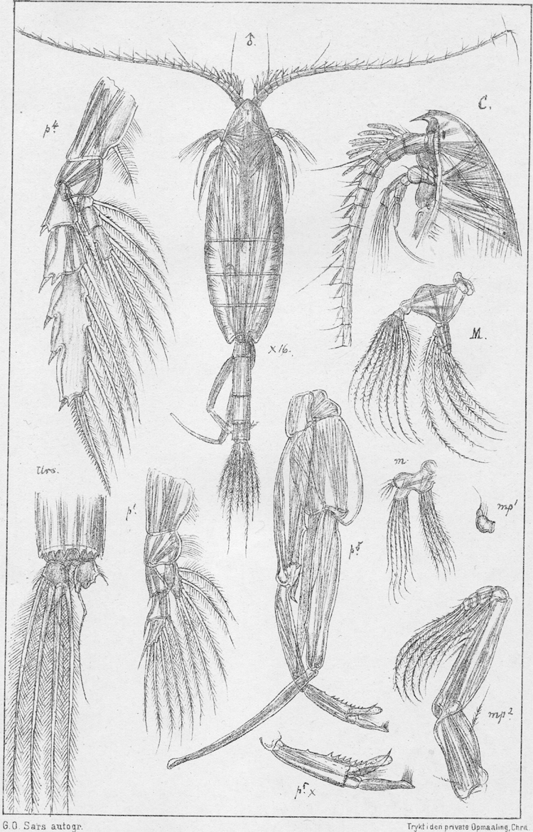 Species Paraeuchaeta norvegica - Plate 9 of morphological figures