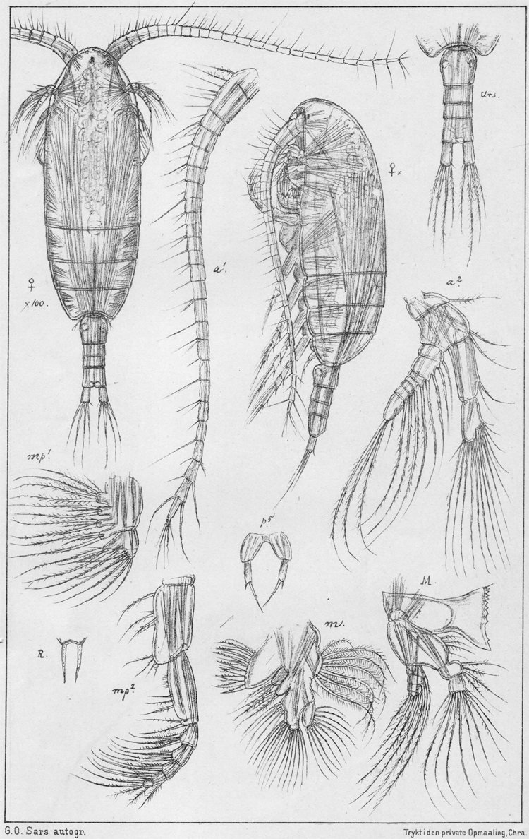 Espce Paracalanus parvus - Planche 22 de figures morphologiques