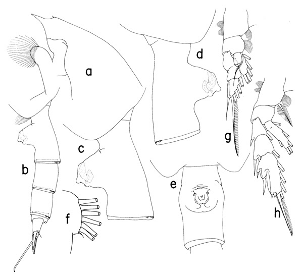 Species Paraeuchaeta altibulla - Plate 1 of morphological figures