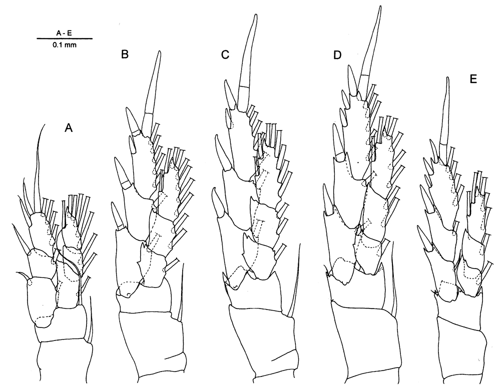 Espce Azygonectes intermedius - Planche 2 de figures morphologiques
