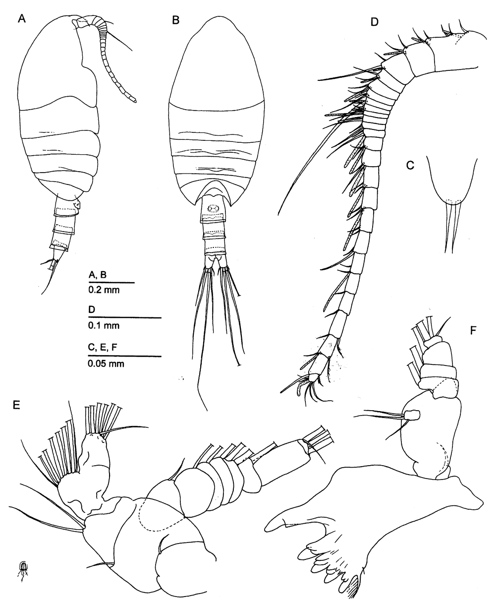 Espèce Cryptonectes brachyceratus - Planche 1 de figures morphologiques
