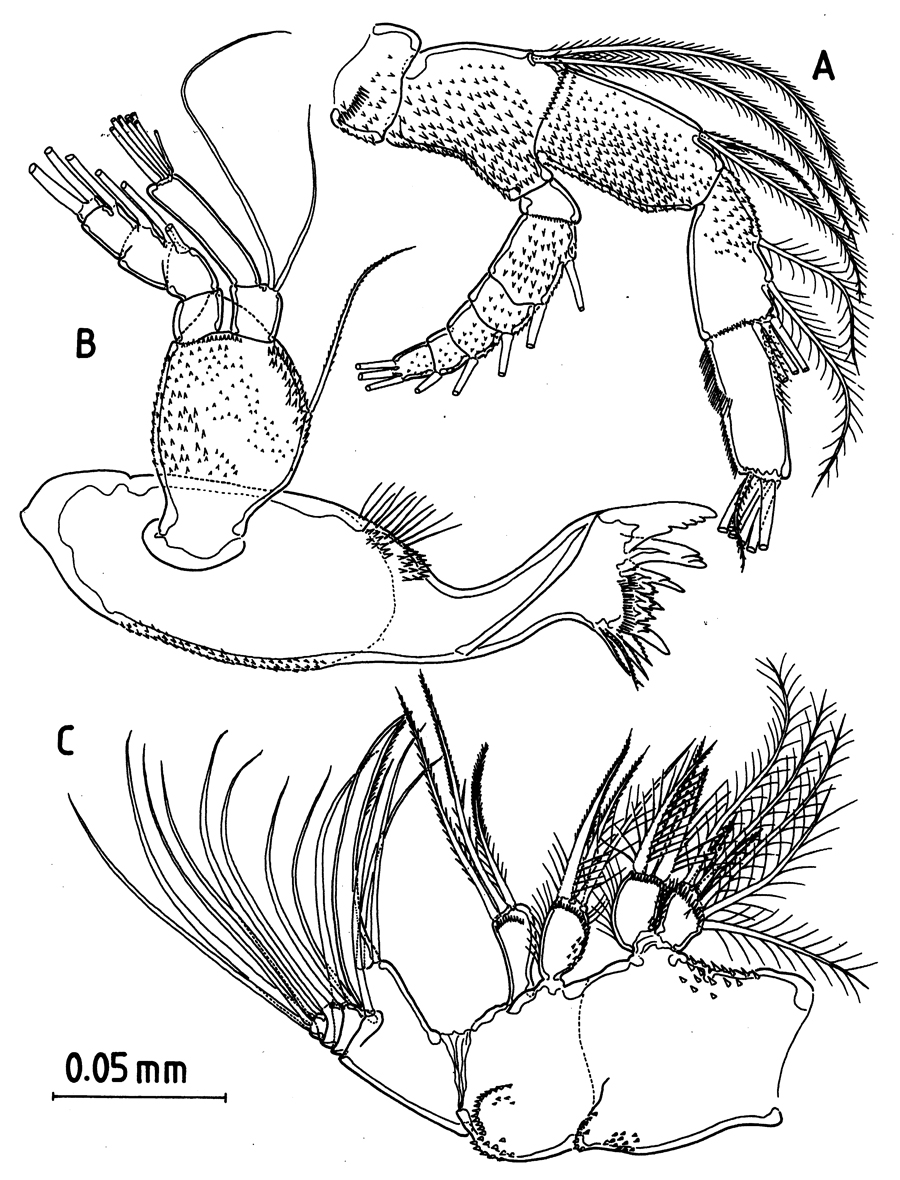 Espce Fosshageniella glabra - Planche 2 de figures morphologiques