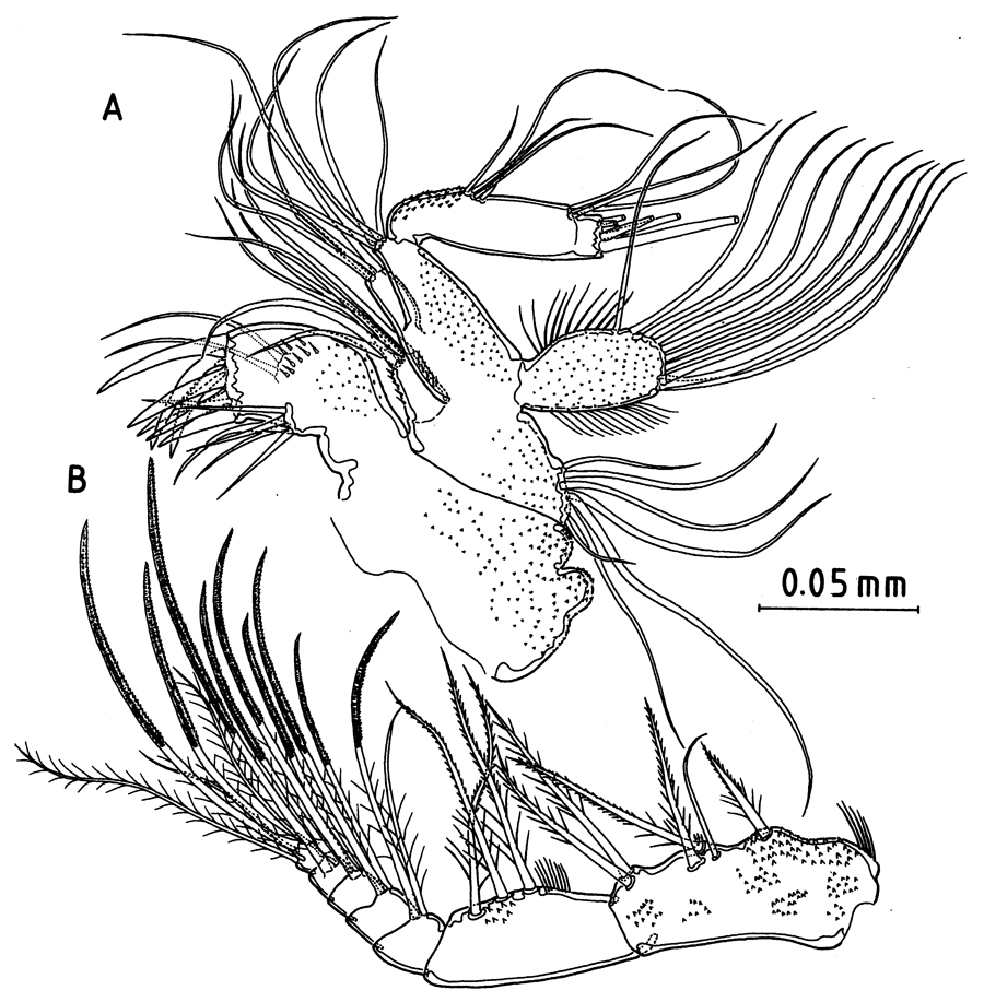 Espce Fosshageniella glabra - Planche 3 de figures morphologiques