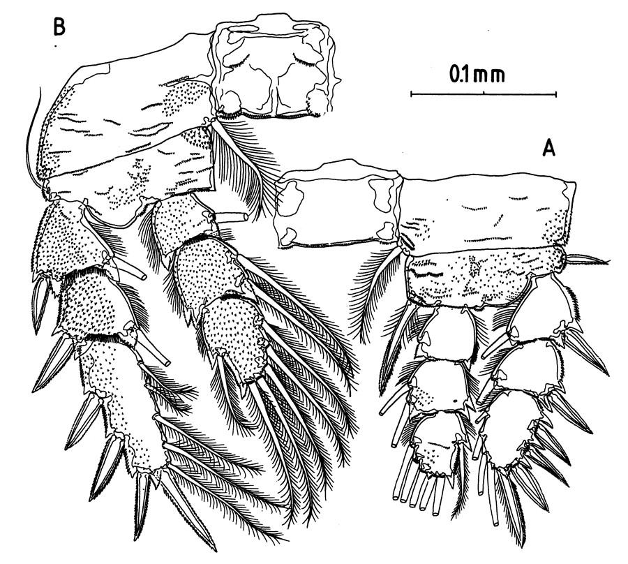 Espce Fosshageniella glabra - Planche 4 de figures morphologiques