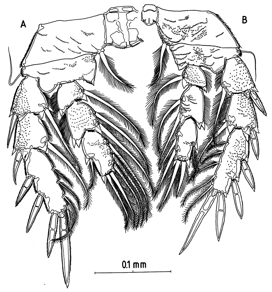 Species Fosshageniella glabra - Plate 5 of morphological figures