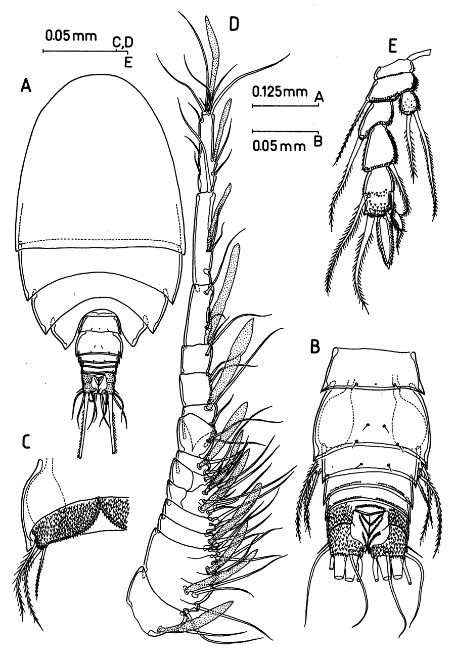 Espce Fosshageniella glabra - Planche 6 de figures morphologiques
