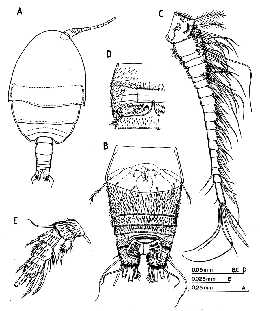 Espce Arcticomisophria hispida - Planche 1 de figures morphologiques