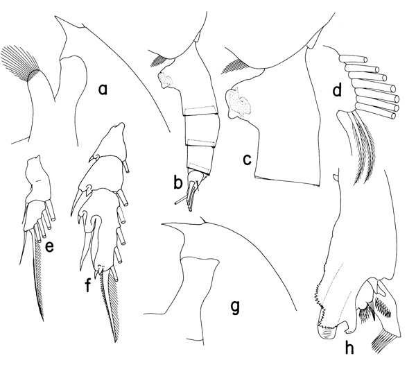 Espce Paraeuchaeta californica - Planche 1 de figures morphologiques