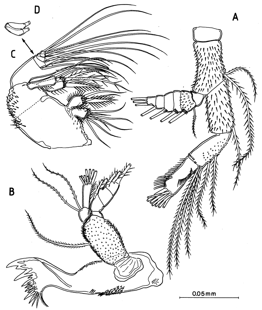 Espce Arcticomisophria hispida - Planche 2 de figures morphologiques