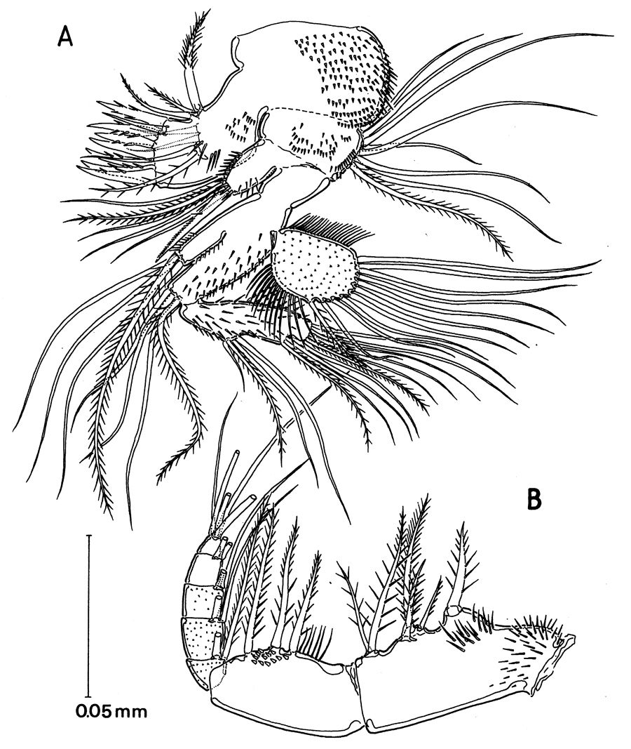 Species Arcticomisophria hispida - Plate 3 of morphological figures