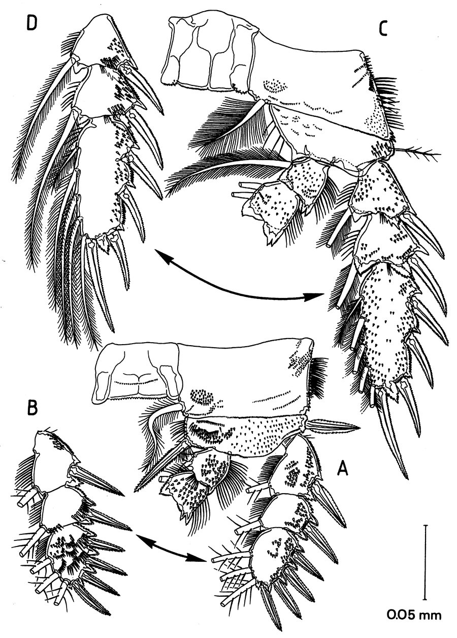 Species Arcticomisophria hispida - Plate 4 of morphological figures
